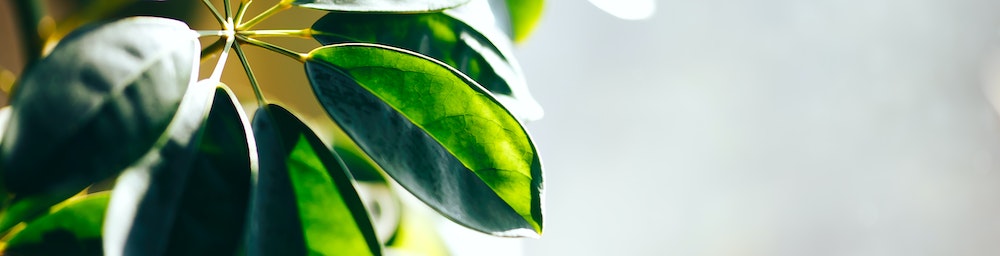 4 idées innovantes pour une décoration intérieure en bois