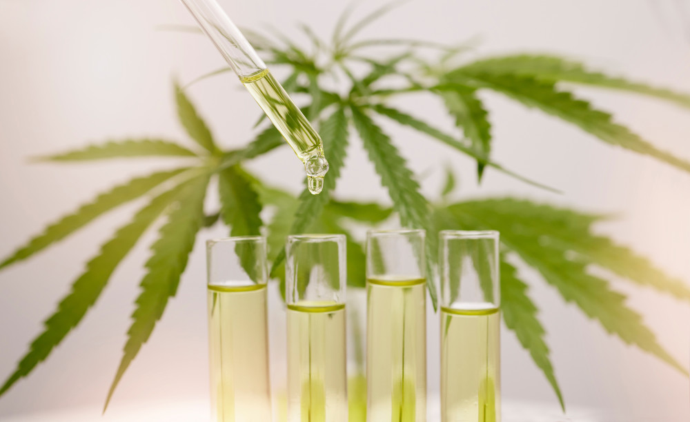 Devenir producteur de CBD : un marché en pleine expansion