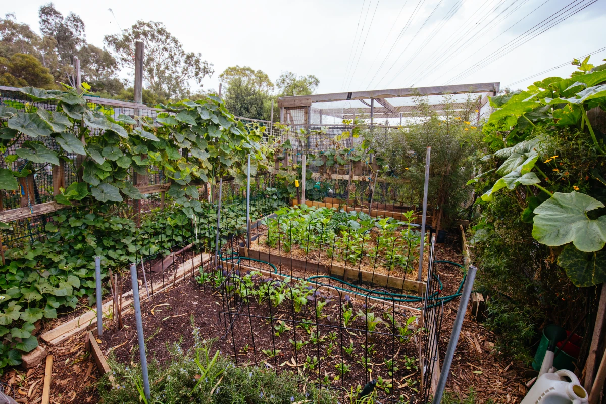 L'agriculture urbaine, pilier de la durabilité : une révolution en marche